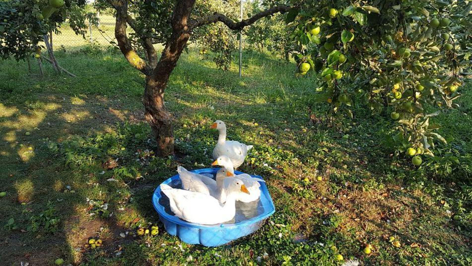 Bed And Breakfast - Die Aelplersuit Fuer Backpackers Im Berghuesli Linthal Экстерьер фото